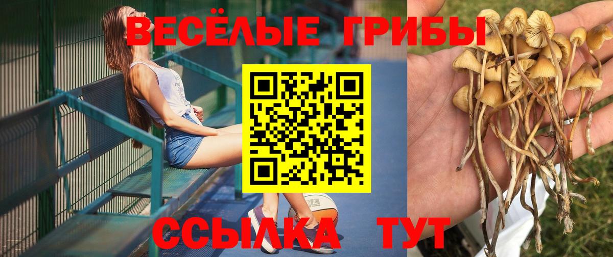 Щёлково  Псилоцибиновые грибы мицелий  Псилоцибиновые грибы Psilocybe  Вход с VPN 